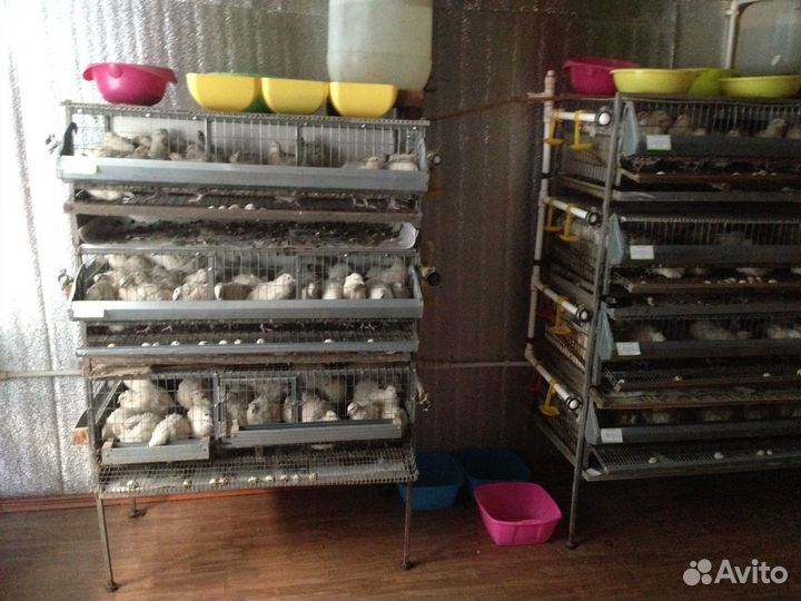 Птичий помет