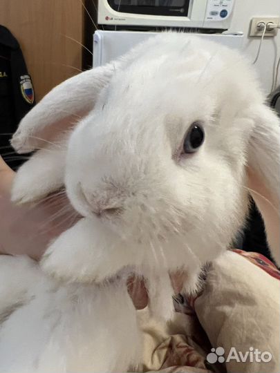 Декоративный кролик