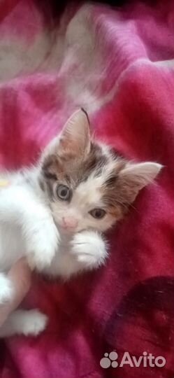 Котята в добрые руки бесплатно мальчик