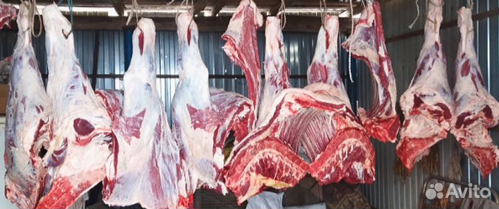 Мясо,Тана ите, телятина, Халяль