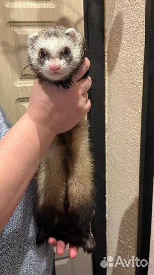 Домашний хорек