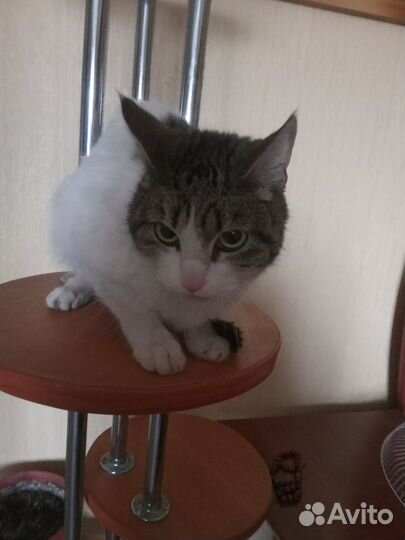Кошка