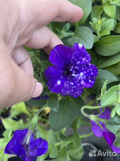 Рассада петунии