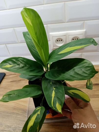 Ктенанта калатея