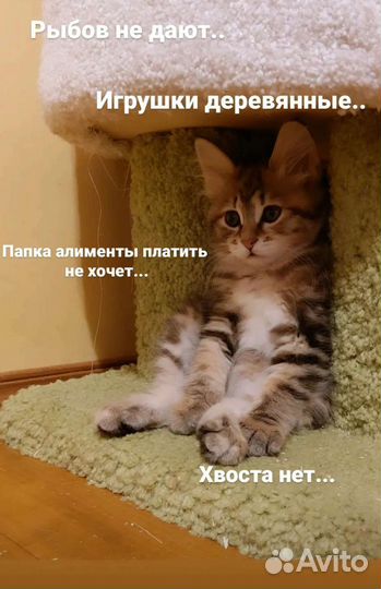 Курильский бобтейл. Котята