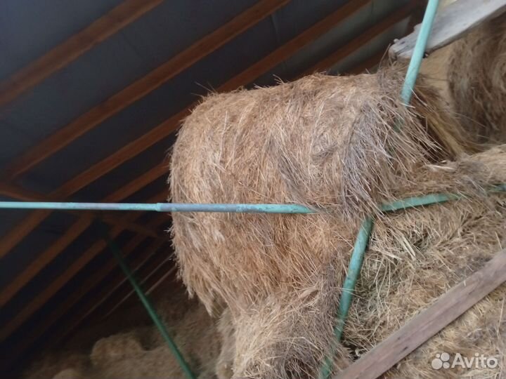 Продам сено в рулонах