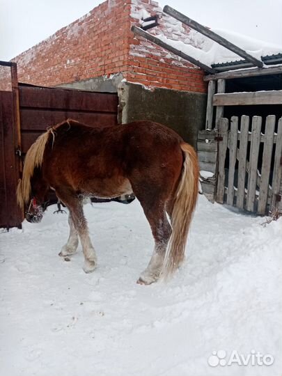 Два советских тяжеловоза
