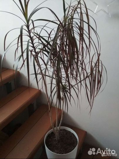 Пальма драцена