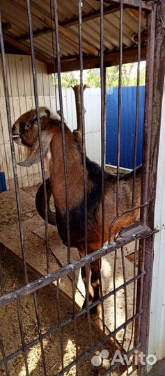 Козел производитель