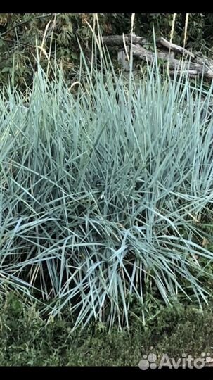 Декоративная трава