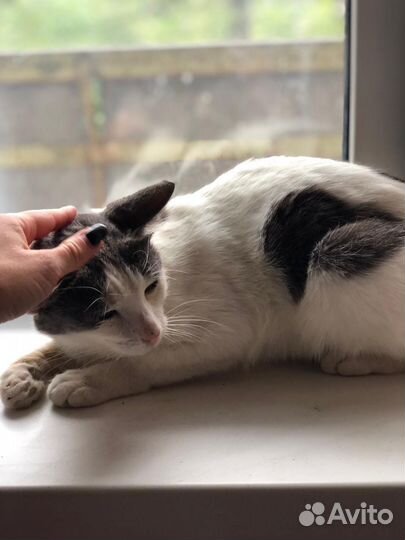 Котик в добрые руки