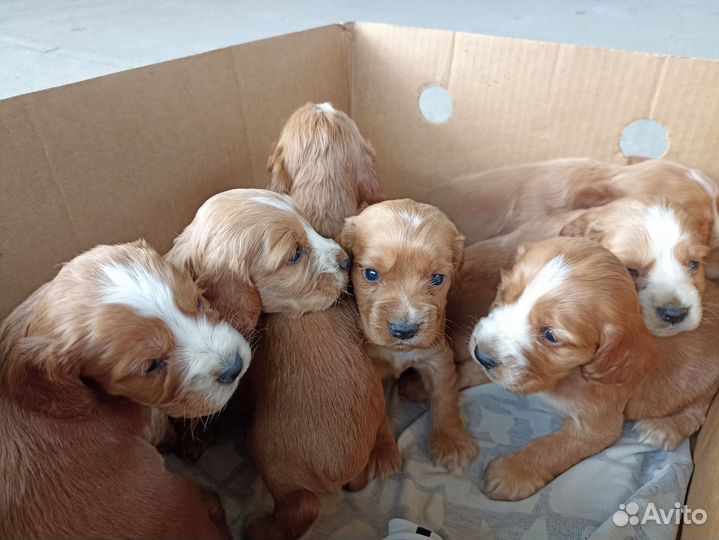 Спаниель Щенки