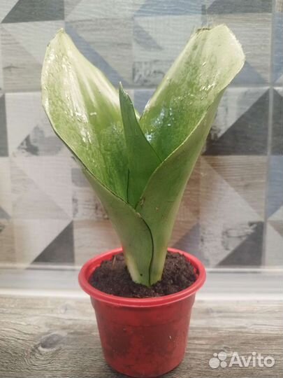 Сансевиерия