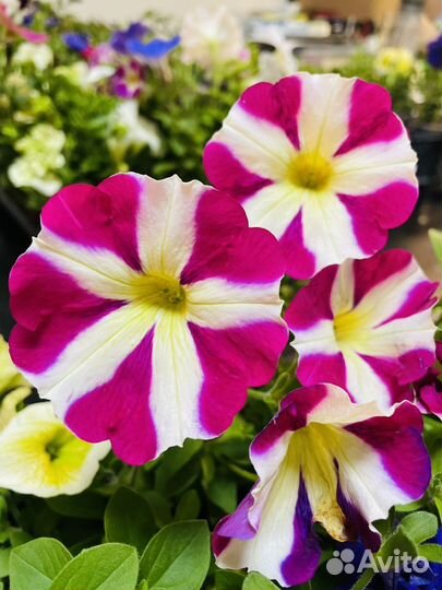 Рассада цветов