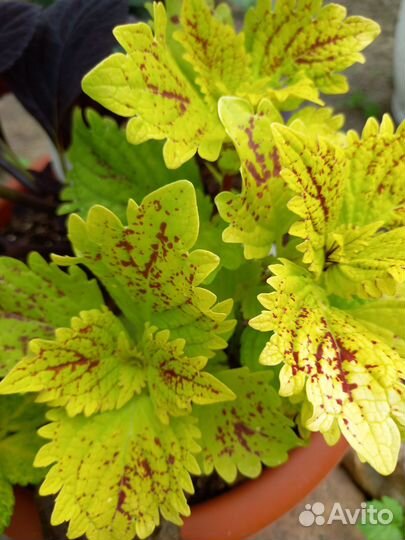 Колеусы вегетативные