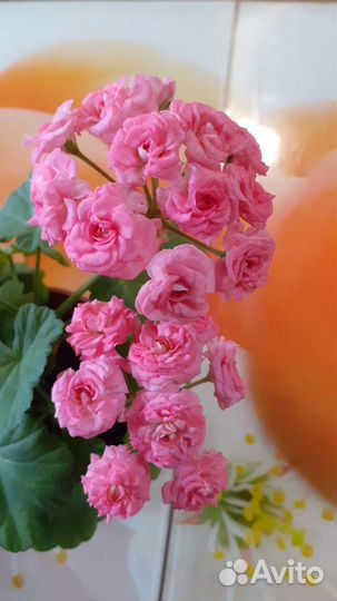 Пеларгония герань сортовая