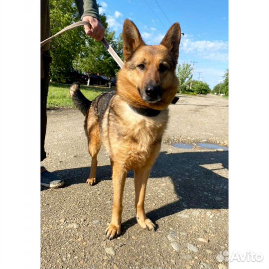 Собака стерильная отдам, метис