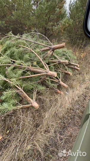 Сосна новогодняя оптом