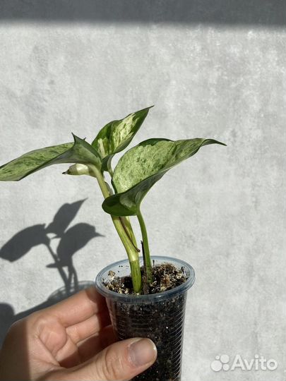 Эпипремнум марбл эппл, хэппи лиф; филодендрон