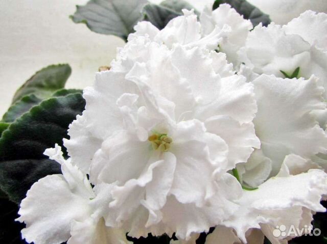 Фиалка взрослая