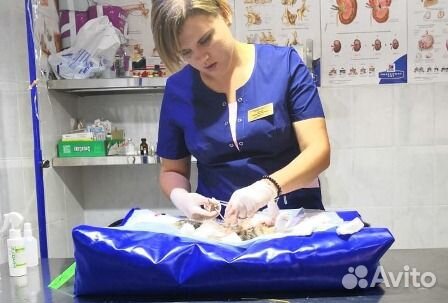 Кастрация котов и кошек с выездом на дом