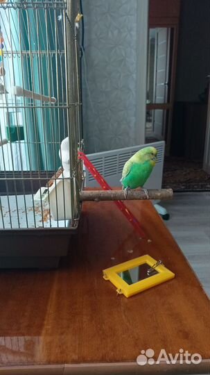 Волнистый попугай