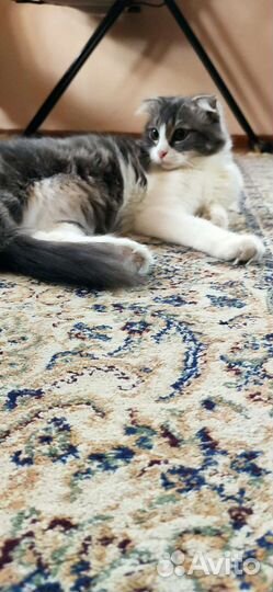 Красивая кошка бесплатно