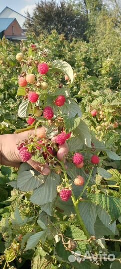 Саженцы малины опт