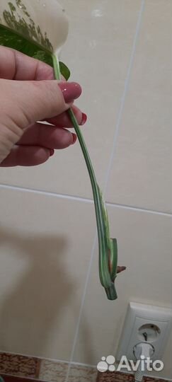 Монстера вариегатная альба