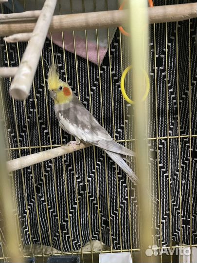 Попугай корелла пара