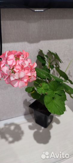 Пеларгонии