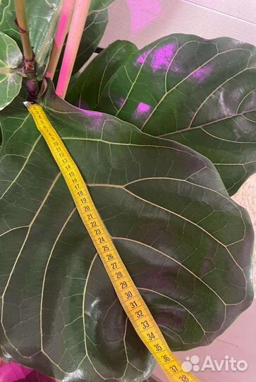 Фикус лирата колумнарис