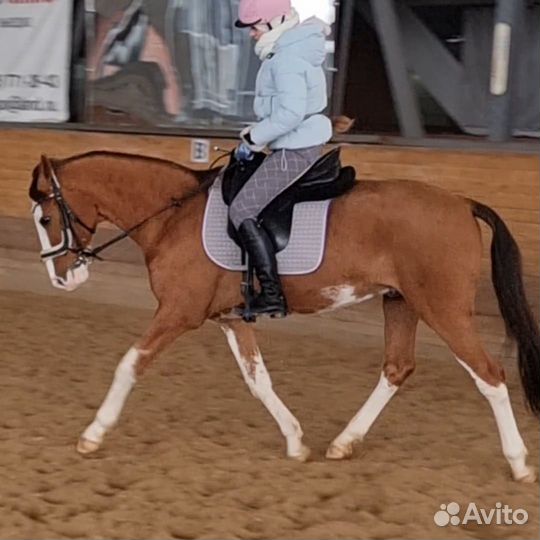 Мерин на продажу