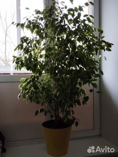 Фикус бенджамина