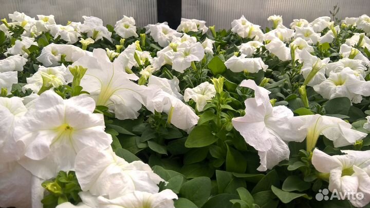 Петуния, рассада цветов, оптом и в розницу