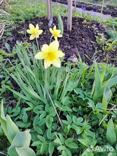 Цветы для сада