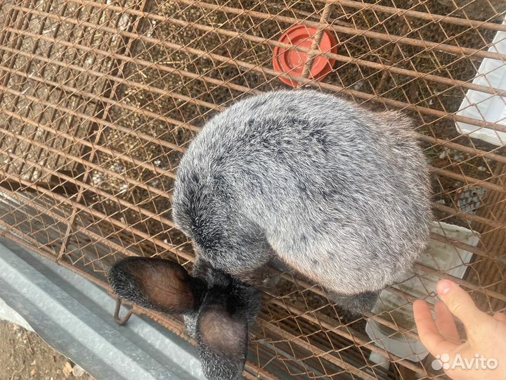 Кролик Полтавское серебро