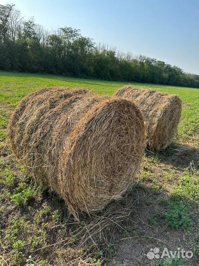 Сено Люцерна