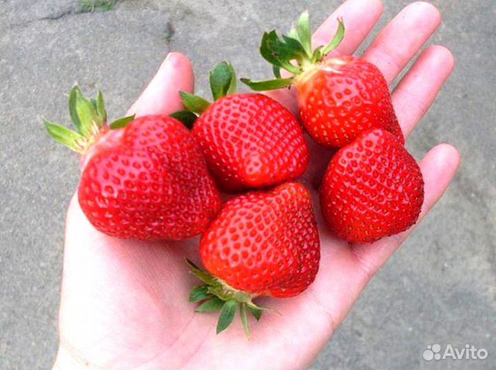 Усы клубники Клери