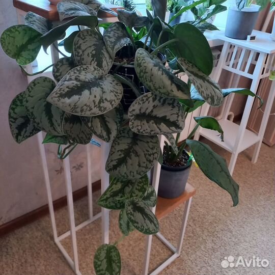 Сциндапсус Пиктус Треби