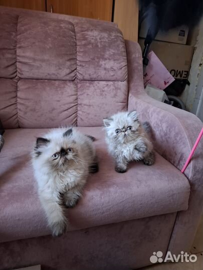 Персидская кошечка