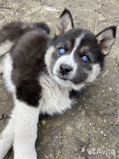 Щенки сибирской хаски