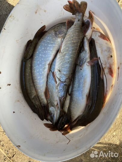 Свежая рыба Щука