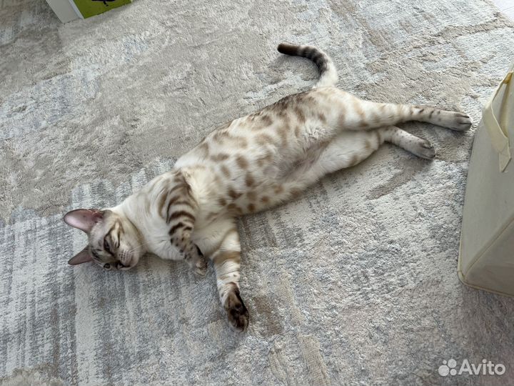 Бенгальская кошка