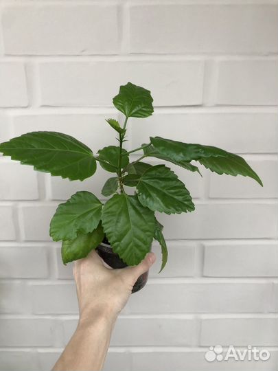 Гибискус комнатный махровый