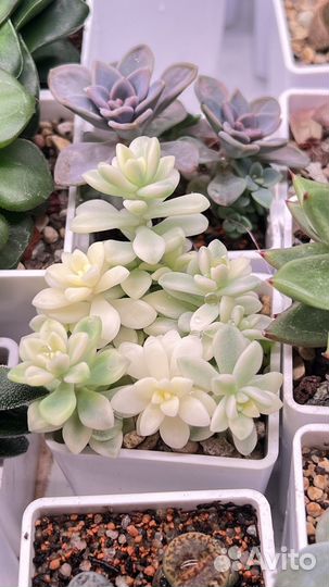 Сортовые суккуленты