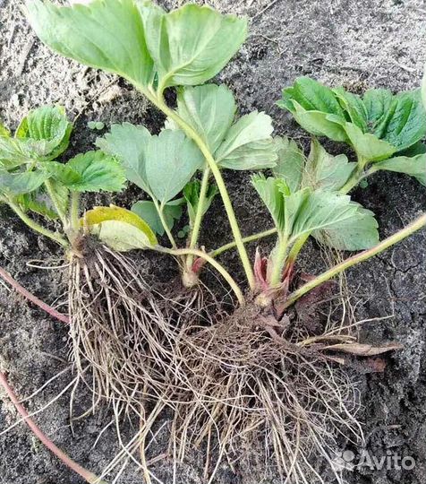 Рассада клубники