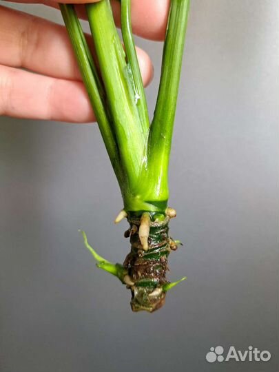 Спатифиллум даймонд Сингониум