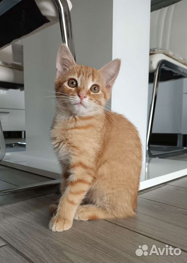 Котенок девочка в добрые руки