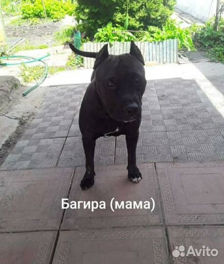 Американский питбультерьер щенок